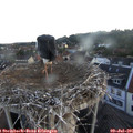 05_45-nest.jpg