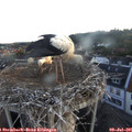 05_50-nest.jpg