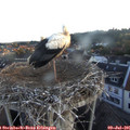 05_55-nest.jpg