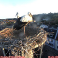 06_00-nest.jpg