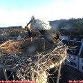 06_05-nest.jpg