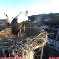06_10-nest.jpg
