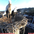 06_15-nest.jpg