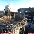 06_20-nest.jpg