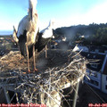06_25-nest.jpg