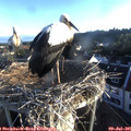 06_30-nest.jpg