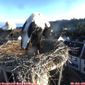 06_35-nest.jpg