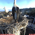 06_40-nest.jpg