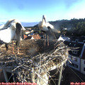 06_45-nest.jpg