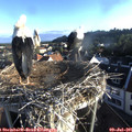 06_50-nest.jpg