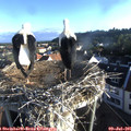 06_55-nest.jpg