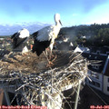 07_05-nest.jpg