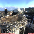 07_10-nest.jpg