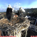 07_15-nest.jpg