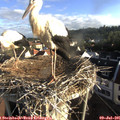 07_20-nest.jpg