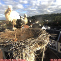 07_30-nest.jpg