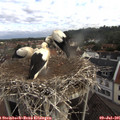 07_45-nest.jpg