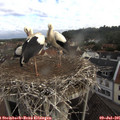 07_50-nest.jpg