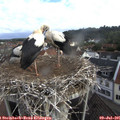 07_55-nest.jpg