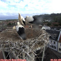 08_00-nest.jpg