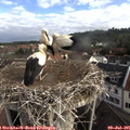 08_05-nest.jpg
