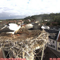 08_10-nest.jpg
