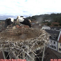 08_20-nest.jpg