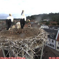 08_25-nest.jpg