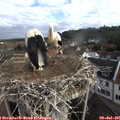 08_30-nest.jpg