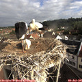08_35-nest.jpg