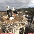 08_45-nest.jpg