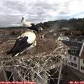 08_50-nest.jpg