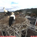 08_55-nest.jpg