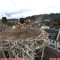 09_00-nest.jpg