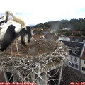 09_05-nest.jpg