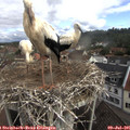 09_10-nest.jpg