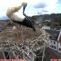 09_15-nest.jpg