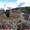 09_20-nest.jpg