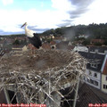 09_25-nest.jpg