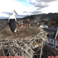 09_30-nest.jpg