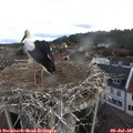09_35-nest.jpg