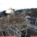 09_40-nest.jpg
