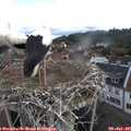09_45-nest.jpg
