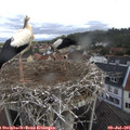 09_50-nest.jpg