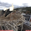 09_55-nest.jpg