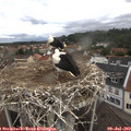 10_05-nest.jpg