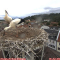 10_10-nest.jpg