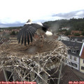 10_20-nest.jpg