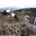 10_45-nest.jpg