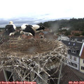 10_50-nest.jpg